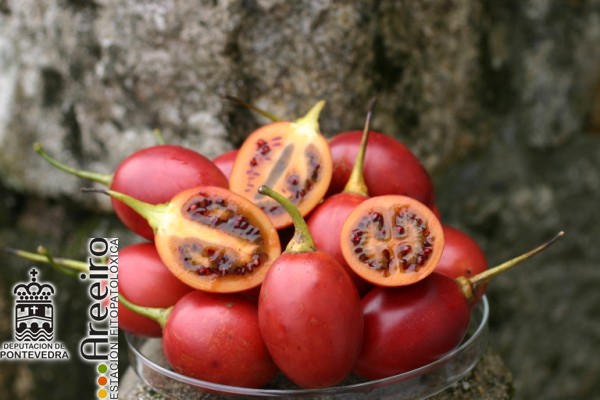 Tamarillo - Tamarillo - Tamarillo (Cyphomandra betacea) >> Tamarillo (Cyphomandra betacea) - Interior y exterior del fruto.jpg